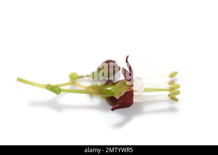 Primo piano su Gooseberry Bush Ribes uva-crispa fiore su sfondo bianco Foto Stock