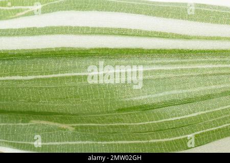 primo piano sul modello di una foglia di tradescantia a strisce bianche e verdi Foto Stock