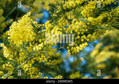 Dealbata di acacia, acqua blu, mimosa, arbusto sempreverde, teste di fiore gialle, supportato in cluster di terminali Foto Stock