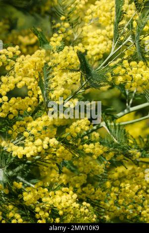 Dealbata di acacia, acqua blu, mimosa, arbusto sempreverde, teste di fiore gialle, supportato in cluster di terminali Foto Stock