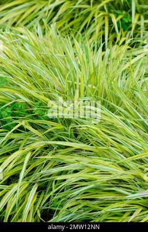 Hakonechloa macra, Aureola, hakonechloa dorata, erba decidua, a strisce verdi, foglie gialle Foto Stock