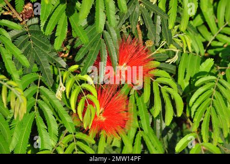 Il rosso ardente della meravigliosa Calliandra Foto Stock