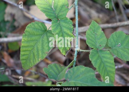 Composto Ternately alternano dentato foglie di ovato trichomatico di Rubus Ursinus, Rosaceae, arbusto nativo nelle montagne di Santa Monica, inverno. Foto Stock