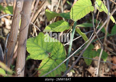 Composto Ternately alternano dentato foglie di ovato trichomatico di Rubus Ursinus, Rosaceae, arbusto nativo nelle montagne di Santa Monica, inverno. Foto Stock