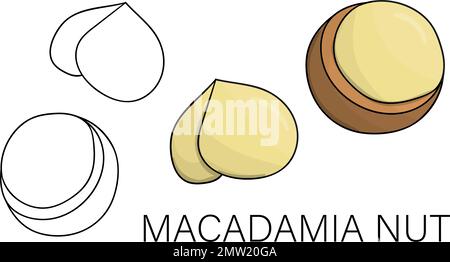 Icona macadamia vettoriale in bianco e nero e colorata. Set di dadi isolati. Illustrazione del cibo in stile cartoon o doodle isolato su sfondo bianco. Illustrazione Vettoriale