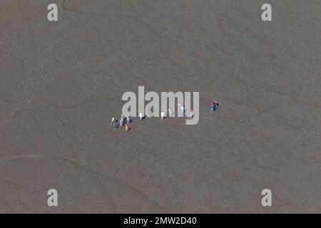 Vista aerea su un gruppo di turisti che camminano con guida durante il tour guidato su un piano fangoso / fango in estate, Mare di Wadden, Schleswig-Holstein, Germania Foto Stock