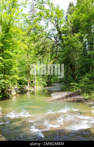 Piscina di foresta Foto Stock