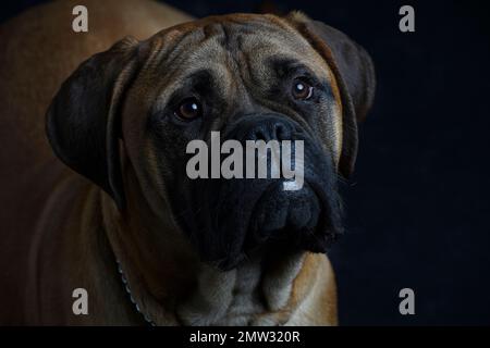 Bullmastiff cane primo piano ritratto di fronte a sfondo nero in studio Foto Stock