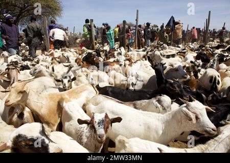 Un mercato di bestiame dove capre, pecora, e bestiame bovino sono venduti in luce del giorno Foto Stock