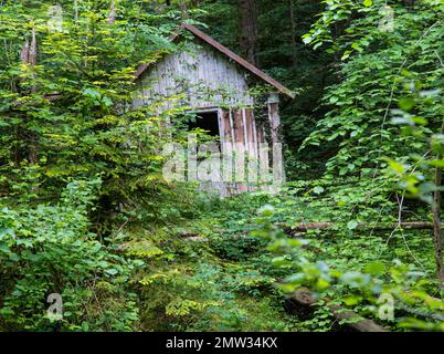 Vecchio capannone o fienile in foresta Foto Stock