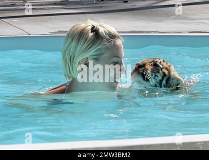 ESCLUSIVO!! Jessica di Canaan, NY e Kyle di New Lebanon NY, fate una nuotata con l'adorabile Tiger cucciolo Tony di 10 settimane di Wild Thing. Tony una tigre siberiana in pericolo, sarà alimentato in bottiglia per il prossimo anno, ma sta anche per laurearsi a carne cruda tritata. Alla fine farà il suo modo di maiale, carne di manzo e ossa di polli e tutti. Tony può ancora essere piccolo ma il suo padre Roy pesa dentro a 10000 libbre. Il suo bel allenatore Kelsey, che ha iniziato come volontario, ama il suo lavoro in Wild Things e ha detto che non può mai immaginare di andarsene. Wild Things è stato aperto per circa 15 anni ed è un ampio 22 acri di facilitili Foto Stock