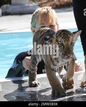 ESCLUSIVO!! Il carino allenatore Kelsey trascorre il tempo con l'adorabile Tiger cucciolo Tony di 10 settimane. Tony una tigre siberiana in pericolo, sarà alimentato in bottiglia per il prossimo anno, ma sta anche per laurearsi a carne cruda tritata. Alla fine farà il suo modo di maiale, carne di manzo e ossa di polli e tutti. Tony può ancora essere piccolo ma il suo padre Roy pesa dentro a 10000 libbre. Kelsey, che ha iniziato come volontario, ama il suo lavoro in Wild Things e ha detto che non può mai immaginare di andarsene. Wild Things è stato aperto per circa 15 anni ed è una struttura estesa di 22 ettari con molti tipi diversi di animali. Una nuotata con Ton Foto Stock