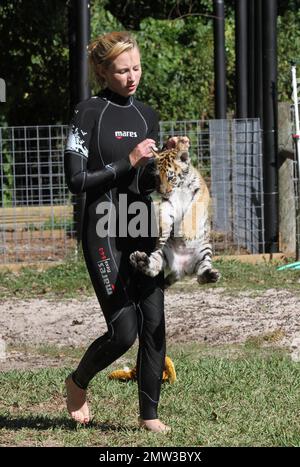 ESCLUSIVO!! Questo è l'adorabile cucciolo di tigre Tony di 10 settimane di Wild Thing che ama nuotare con gli ospiti allo zoo della Florida settentrionale. Tony si è preso del tempo dalle sue avventure in piscina per il pranzo, una pancia e un po' di divertimento con i suoi giocattoli farciti, una scimmia e un leone. Tony una tigre siberiana in pericolo, sarà alimentato in bottiglia per il prossimo anno, ma sta anche per laurearsi a carne cruda tritata. Alla fine farà il suo modo di maiale, carne di manzo e ossa di polli e tutti. Tony può ancora essere piccolo ma il suo padre Roy pesa dentro a 10000 libbre. Il suo carino allenatore Kelsey, che ha iniziato come volontario, ama il suo lavoro in Wild T Foto Stock