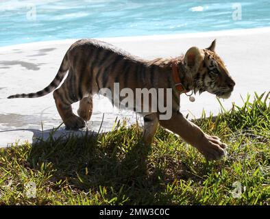 ESCLUSIVO!! Il carino allenatore Kelsey trascorre il tempo con l'adorabile Tiger cucciolo Tony di 10 settimane. Tony una tigre siberiana in pericolo, sarà alimentato in bottiglia per il prossimo anno, ma sta anche per laurearsi a carne cruda tritata. Alla fine farà il suo modo di maiale, carne di manzo e ossa di polli e tutti. Tony può ancora essere piccolo ma il suo padre Roy pesa dentro a 10000 libbre. Kelsey, che ha iniziato come volontario, ama il suo lavoro in Wild Things e ha detto che non può mai immaginare di andarsene. Wild Things è stato aperto per circa 15 anni ed è una struttura estesa di 22 ettari con molti tipi diversi di animali. Una nuotata con Ton Foto Stock