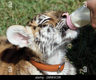 ESCLUSIVO!! Questo è l'adorabile cucciolo di tigre Tony di 10 settimane di Wild Thing che ama nuotare con gli ospiti allo zoo della Florida settentrionale. Tony si è preso del tempo dalle sue avventure in piscina per il pranzo, una pancia e un po' di divertimento con i suoi giocattoli farciti, una scimmia e un leone. Tony una tigre siberiana in pericolo, sarà alimentato in bottiglia per il prossimo anno, ma sta anche per laurearsi a carne cruda tritata. Alla fine farà il suo modo di maiale, carne di manzo e ossa di polli e tutti. Tony può ancora essere piccolo ma il suo padre Roy pesa dentro a 10000 libbre. Il suo carino allenatore Kelsey, che ha iniziato come volontario, ama il suo lavoro in Wild T Foto Stock