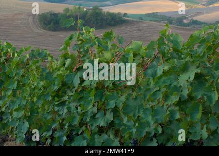 Foglie che ricoprono uve sangiovese Foto Stock