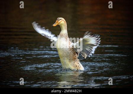 Un'anatra marrone che batte le sue ali. Un'anatra su uno dei Keston Ponds a Keston, Kent, Regno Unito. Foto Stock