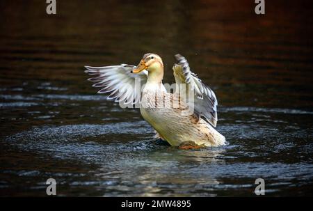 Un'anatra marrone che batte le sue ali. Un'anatra su uno dei Keston Ponds a Keston, Kent, Regno Unito. Foto Stock