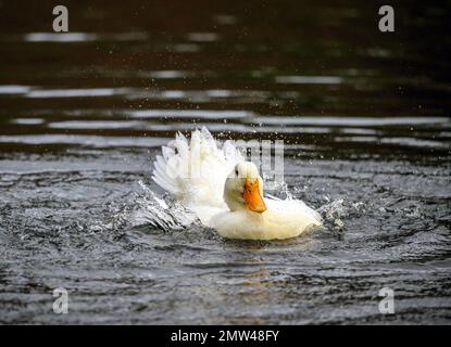 Un'anatra bianca che ruffa le sue piume. Un'anatra su uno dei Keston Ponds a Keston, Kent, Regno Unito. Foto Stock