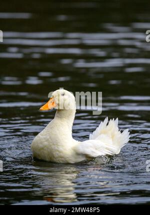Un'anatra bianca che nuota sull'acqua. Un'anatra su uno dei Keston Ponds a Keston, Kent, Regno Unito. Foto Stock