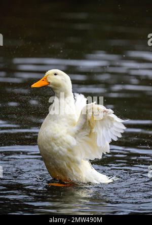 Un'anatra bianca che batte le sue ali. Un'anatra su uno dei Keston Ponds a Keston, Kent, Regno Unito. Foto Stock