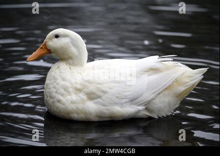 Un'anatra bianca che nuota sull'acqua. Un'anatra su uno dei Keston Ponds a Keston, Kent, Regno Unito. Foto Stock