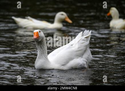 Un'oca bianca con becco d'arancia che nuota su un lago con due anatre bianche dietro. Un'oca su uno dei Keston Ponds a Keston, Kent, Regno Unito. Foto Stock