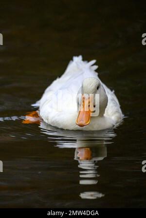 Un'anatra bianca che nuota sull'acqua con riflesso. Un'anatra su uno dei Keston Ponds a Keston, Kent, Regno Unito. Foto Stock