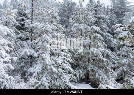 WA20807-00....WASHINGTON - alberi spolverati dalla neve sulla cresta sommitale del Monte si. Foto Stock