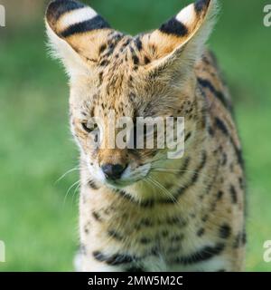 Una passeggiata serval del bambino nel safari di Dubai, verticale Foto Stock