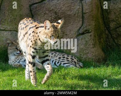 Una passeggiata serval per bambini nel safari di Dubai Foto Stock