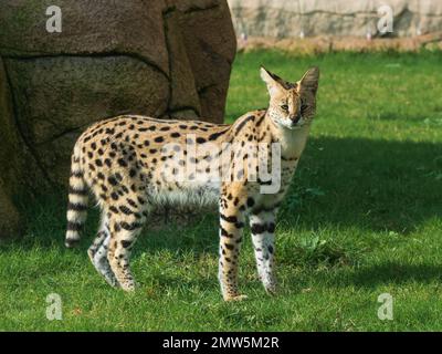 Una passeggiata serval per bambini nel safari di Dubai Foto Stock