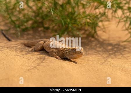 Testa di Toadhead segreta AGAMA o Phrynocephalus mystaceus. agama a testa di rospo sulla sabbia Foto Stock