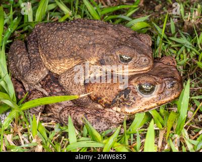 Coppia di rospi in amplexus (Rhinella marina) provincia di Orellana, Ecuador Foto Stock