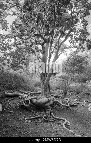 Sistema di radici di albero esposto sopra terra di suolo di terra sul lato della banca del pendio di collina in Caraibi Foto Stock