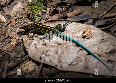 Primo piano di un colorato whiptail centroamericano (Holcosus festivus) giacente su una foglia secca Foto Stock