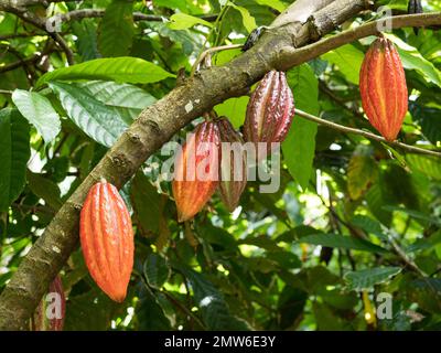 Vista ravvicinata di una fila di cinque cialde di cacao da 5 mm sul ramo dell'albero retroilluminato alla piantagione di cioccolato St Lucia Hotel Chocolat Rabot Estate Foto Stock