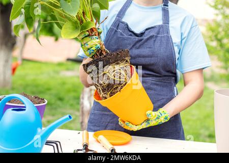 La donna in grembiule sta trapiantando la pianta in una nuova pentola all'aperto Foto Stock