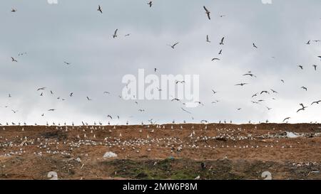 Gabbiani che circondano la discarica al di fuori della città. Foto Stock