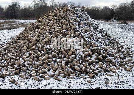 Coltivazione della barbabietola da zucchero, olericoltura. Raccolto di radice è raccolto prima delle gelate e raccolto in mazzo di deposito (banca esterna), deposito è befor intermedio s. Foto Stock