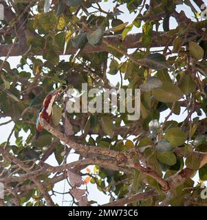 Kingfisher a gola bianca - Halcyon smyrnensis in crone di qualche tipo di albero di Banyan. India Foto Stock