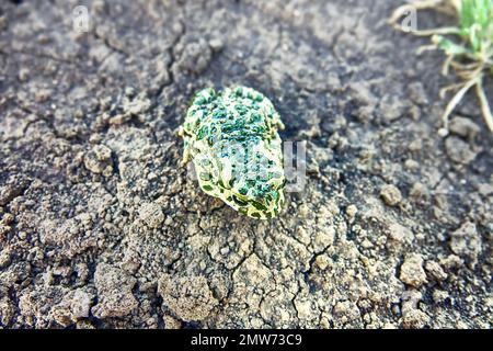 Un giovane rospo verde europeo (rospo variabile, Bufo viridis) su terra secca. Colorazione simile (non in questo caso) e secrezioni tossiche sulla pelle. Op Foto Stock