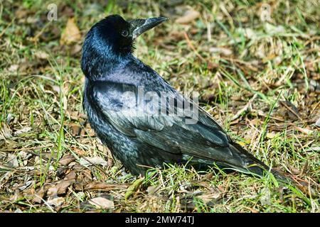 Rook alla ricerca di feed. L'uccello scava il suo becco nell'erba e foglie secche in cerca di lombrichi. Foto Stock