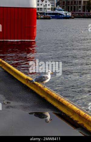 Un gabbiano su una banchina ferroviaria, nel porto di Bergen, Norvegia Foto Stock
