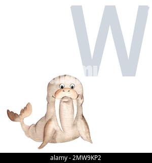 Lettera W, Walrus, carino bambini animale ABC alfabeto. Illustrazione acquerello isolata su sfondo bianco. Può essere utilizzato per alfabeto o carte per bambini Foto Stock