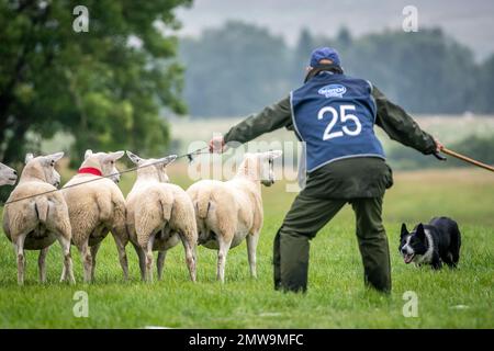 Processi nazionali scozzesi con cani da pastore Foto Stock