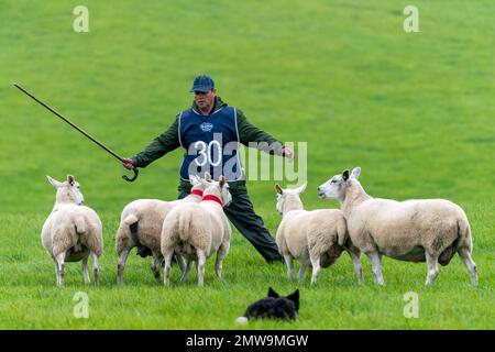 Processi nazionali scozzesi con cani da pastore Foto Stock