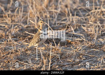 Corteggiatore a doppia fascia (Smutsornis africanus) fotografato alla luce della sera Foto Stock