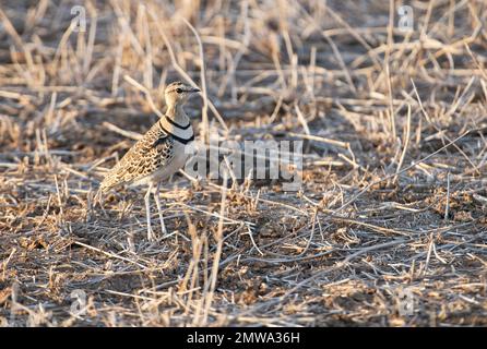 Corteggiatore a doppia fascia (Smutsornis africanus) fotografato alla luce della sera Foto Stock