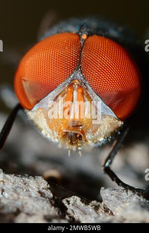 Un macro shot verticale degli occhi di una mosca di latrina orientale (Chrysomya megacephala) Foto Stock